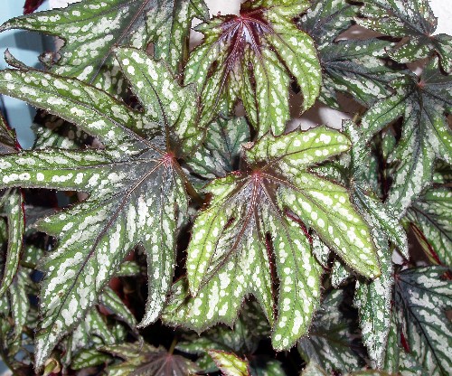 B. ‘Mr. O'Flaherty’